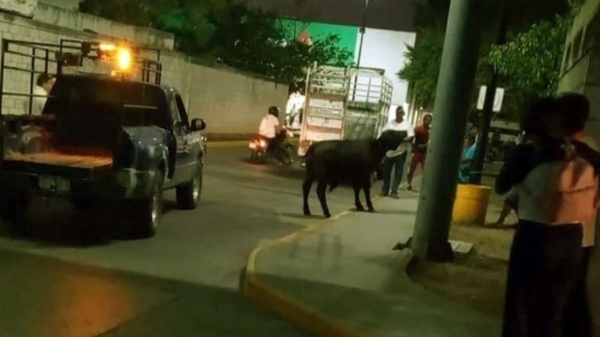 Toro salta desde una camioneta y escapa para pasear por las calles de Yucatán