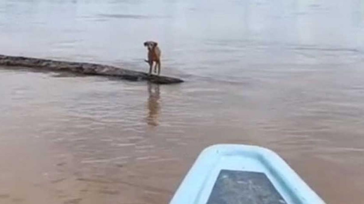 Lomito a la mitad de un río se aferra a la vida sobre un tronco; lanchero lo rescata (VIDEO)