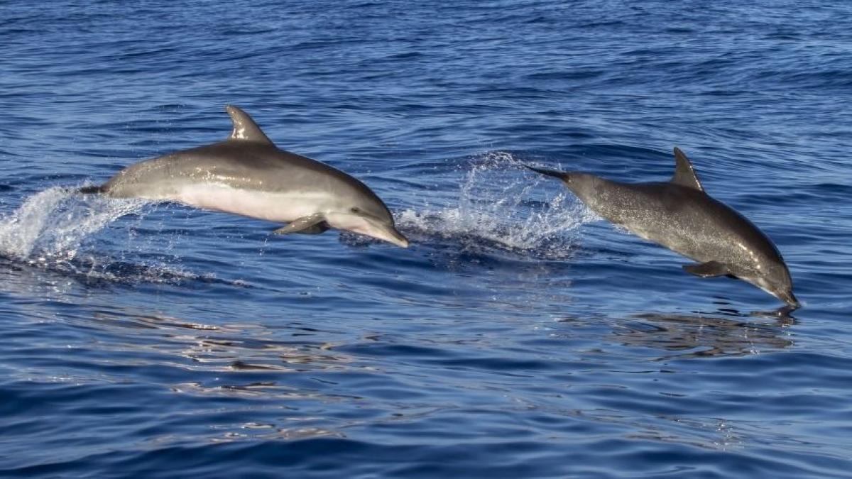 Diputados avalan prohibir espectáculos con mamíferos marinos