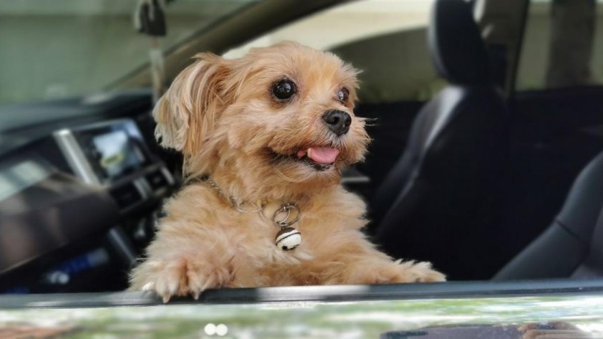 Mueren 4 perritos por golpe de calor; su cuidadora los encerró en automóvil para ir a comer