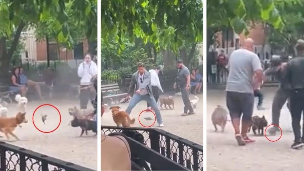 Rata invade parque para perros de Nueva York y genera caos (VIDEO)