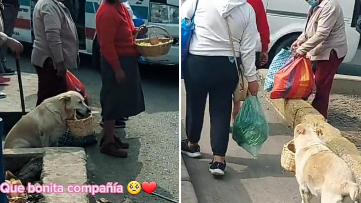 ¡El mejor amigo! Perrito fiel ayuda a su dueña a vender comida en calles de Perú (VIDEO)