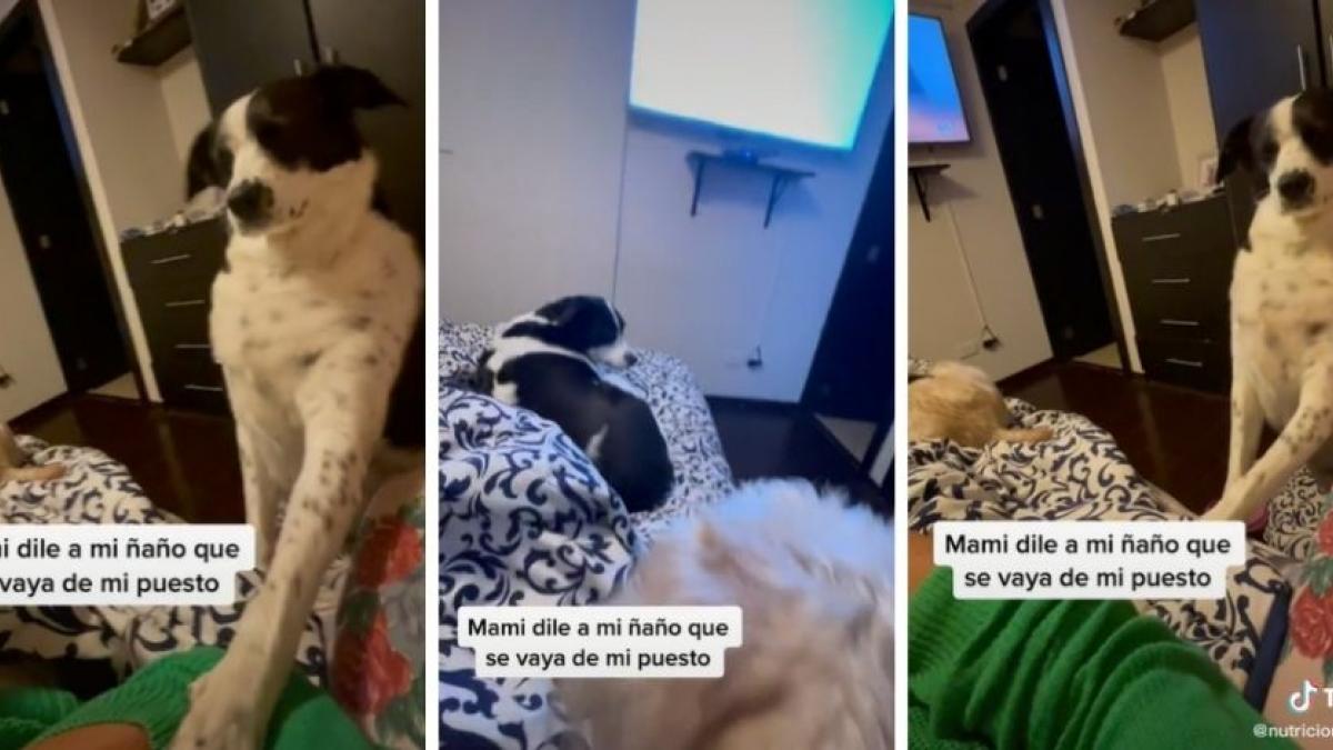 Perrita "pide" a su cuidadora quitar de la cama a su "hermano menor" (VIDEO)