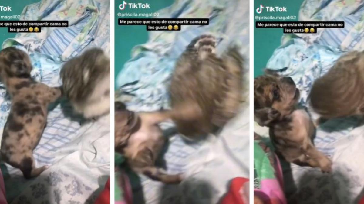 Perrito "lucha" contra búho para saber cuál de ellos duerme en la cama (VIDEO)