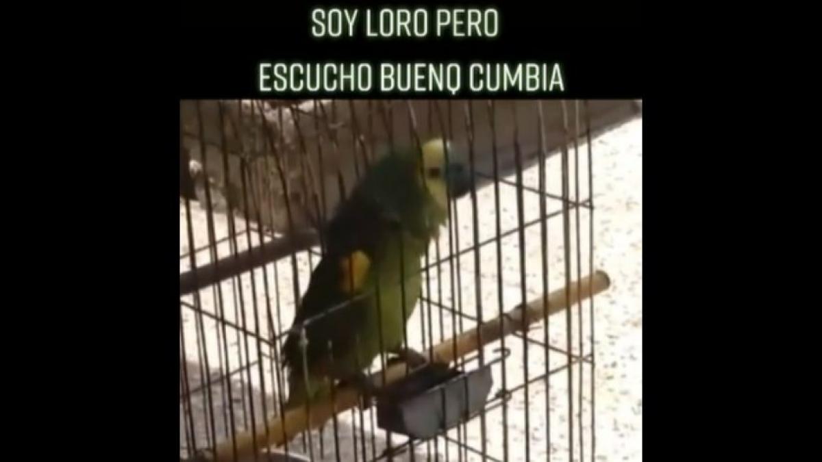 "Loro cumbiero" se vuelve viral en TikTok tras mostrar su talento al "cantar" (VIDEO)