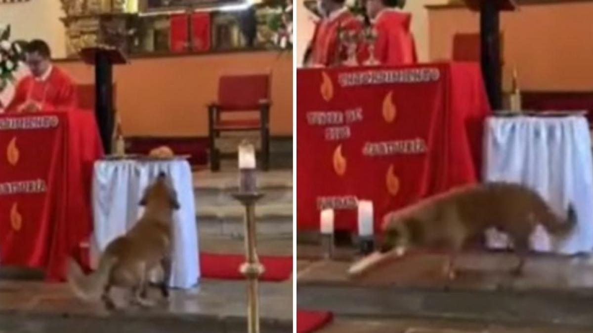 Perrito hambriento entra a iglesia en plena misa para llevarse el pan (VIDEO)