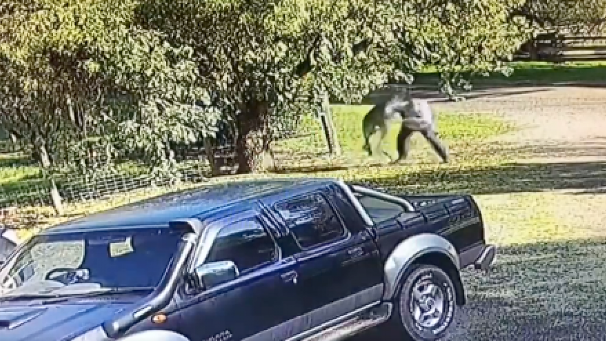 ¡Hombre pelea contra un canguro para defender a sus perros!