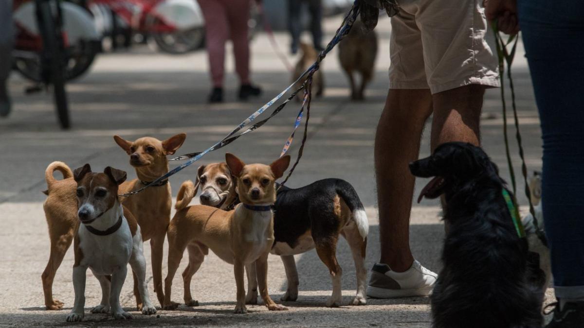 ¡Guau! PAOT te invita a participar en el Primer Paseo "AdoptaCDMX" este domingo