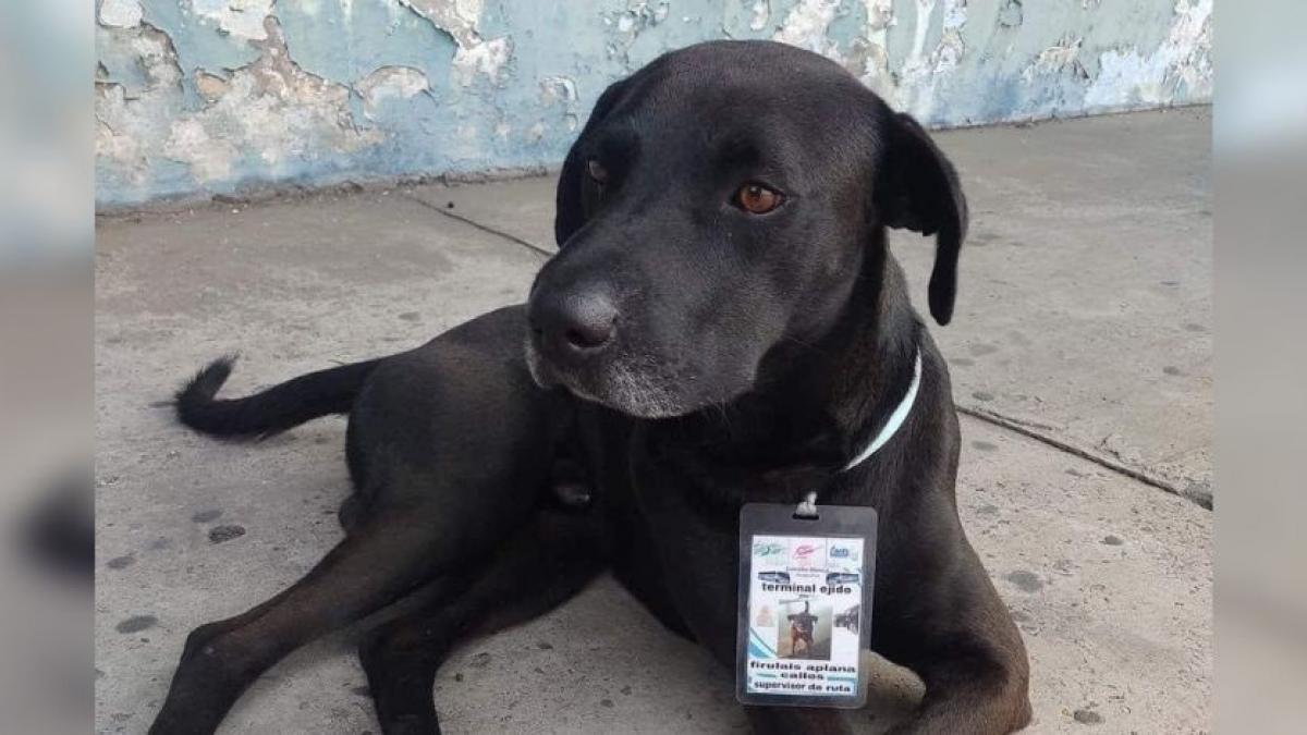 Perrito en situación de calle consigue trabajo como "supervisor" en terminal de autobuses (FOTOS)