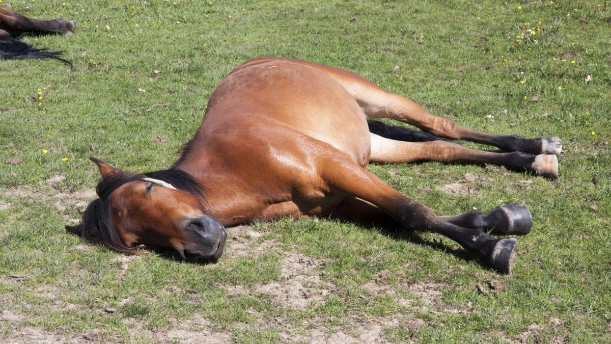 Yegua se vuelve viral por fingir quedarse dormida para no trabajar