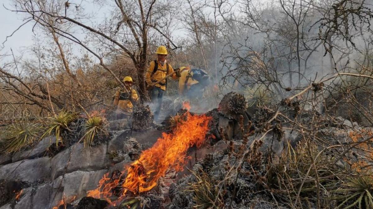 Disminuyen incendios forestales 35.2% en 24 horas