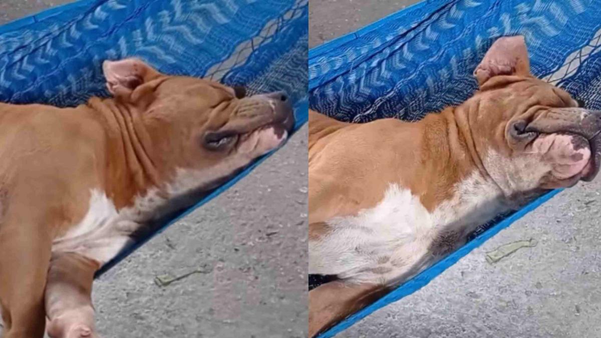 Hombre sorprende a su perro durmiendo en una hamaca; "Cómo chambeas, cabr**" (VIDEO)