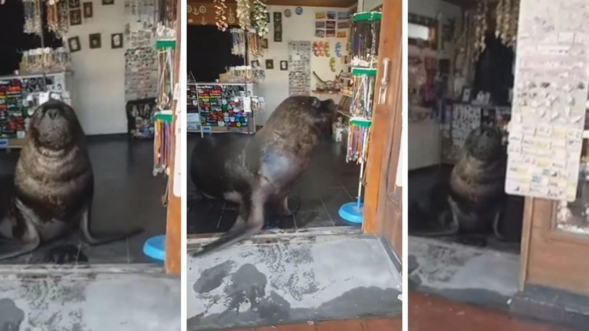 Lobo marino "atiende" local y mantiene una "discusión" con un cliente (VIDEO)