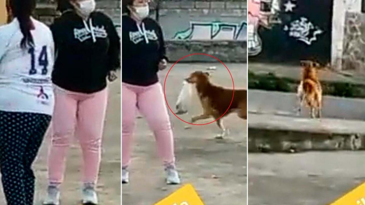 "Lomitos en fuga": Can huye con el premio de un concurso de baile; era un pollo (VIDEOS)