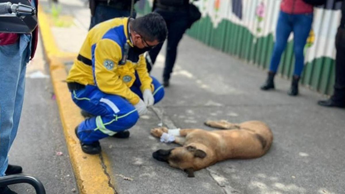 Paramédico brinda primeros auxilios a perrito atropellado en la GAM (FOTOS)