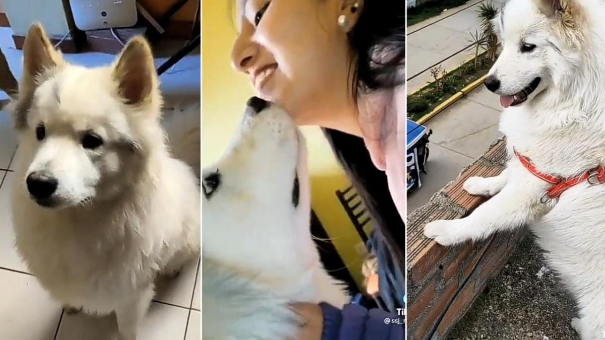 “Por favor no lo maltrates”: Joven manda conmovedor mensaje a la persona que se robó a su perrito (VIDEOS)