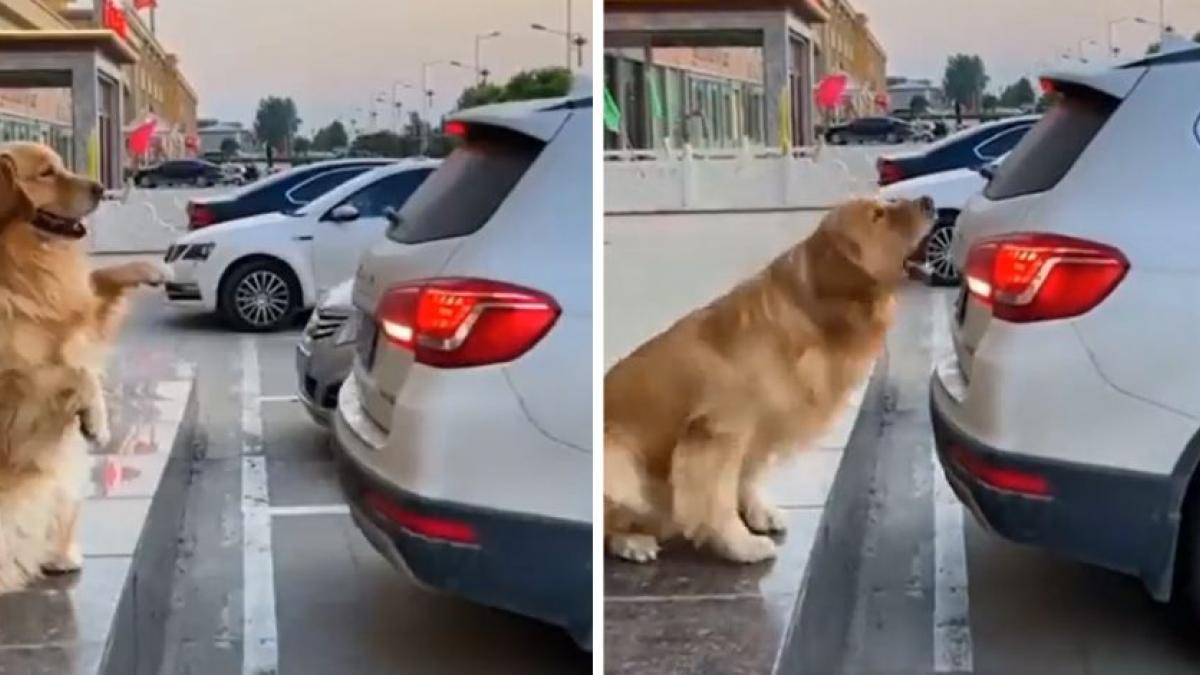 Perrito "viene viene" ayuda a las personas a estacionar sus coches (VIDEO)