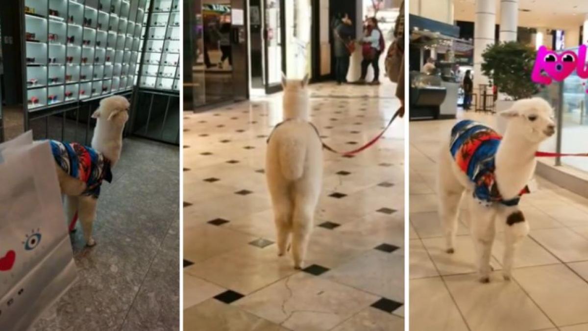 Alpaca bebé va de compras y pasea en centro comercial "pet friendly" (VIDEO)