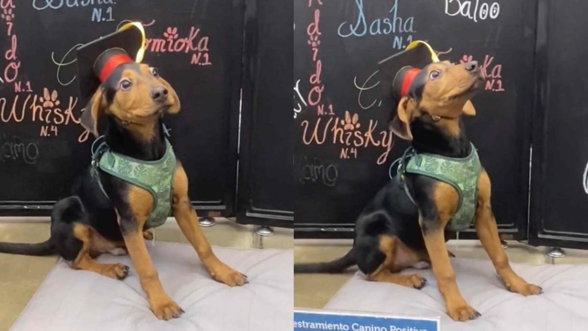 Perrito se gradúa de escuela de adiestramiento y le dan su diploma (VIDEO)