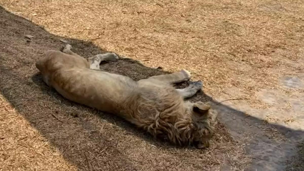 Gobierno de CDMX atiende a felinos maltratados en Fundación Black Jaguar, en el Ajusco