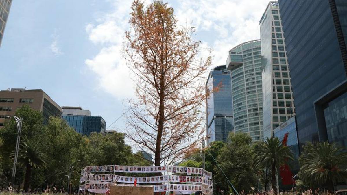 Sheinbaum afirma que no fue apresurado plantar el ahuehuete de Reforma