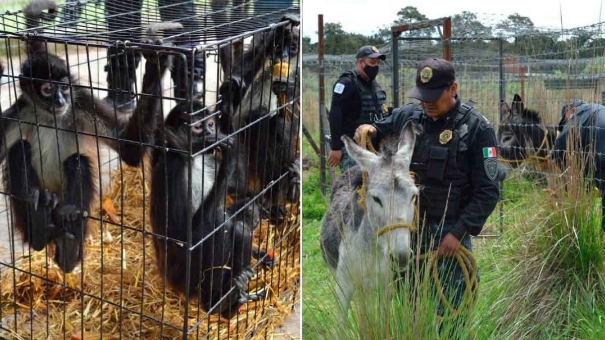 Estos son los animales rescatados del santuario Black Jaguar en el Ajusco