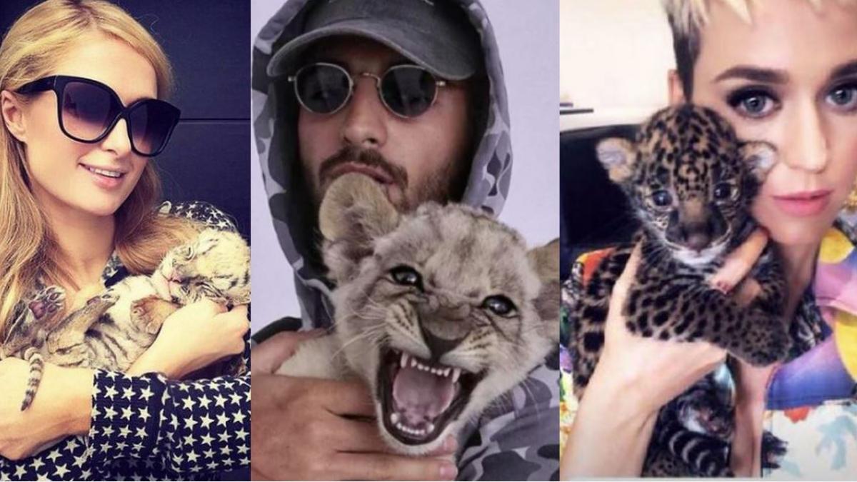 Black Jaguar-White Tiger: Paris Hilton, Maluma, Katy Perry... Todos los famosos que visitaron el santuario