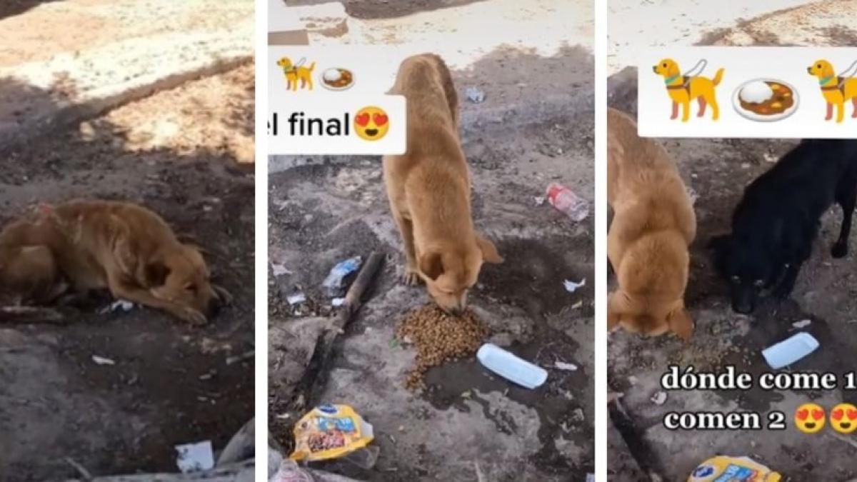 Perritos comen gracias a hombre que iba por cervezas, pero decidió comprarles croquetas (VIDEO)