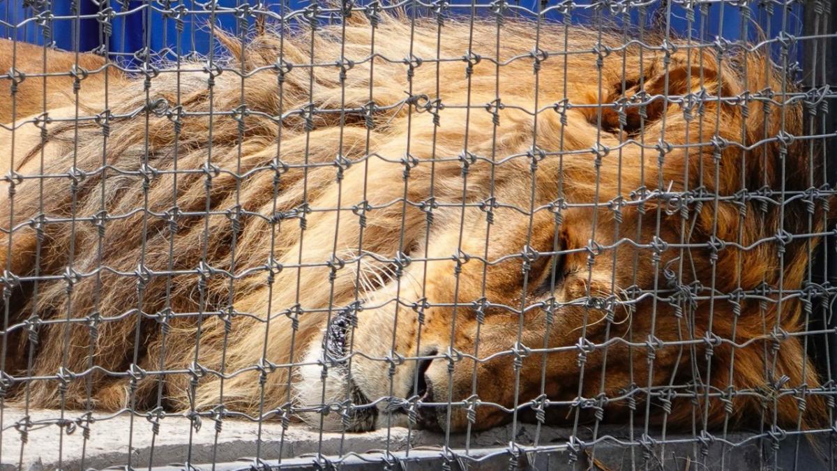 Felinos rescatados del santuario Black Jaguar White Tiger, con fallas renales y respiratorias