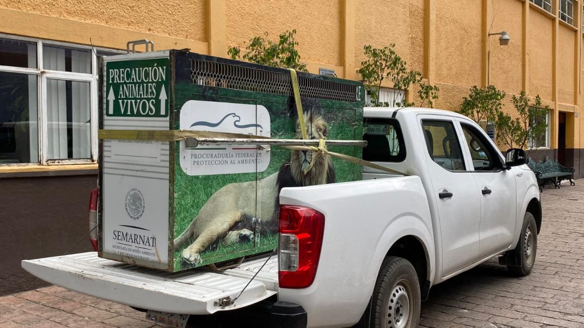 Llegan a Chapultepec cuatro leones rescatados de santuario del Ajusco