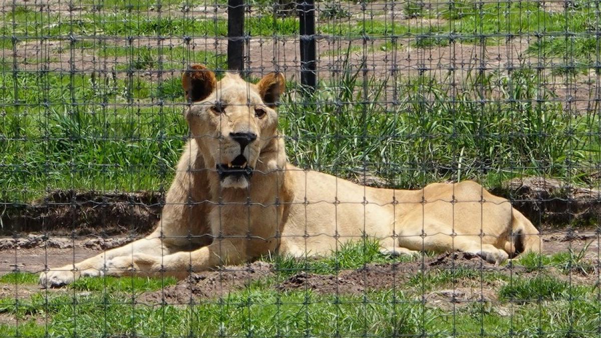 Felinos rescatados van a santuarios de otros estados