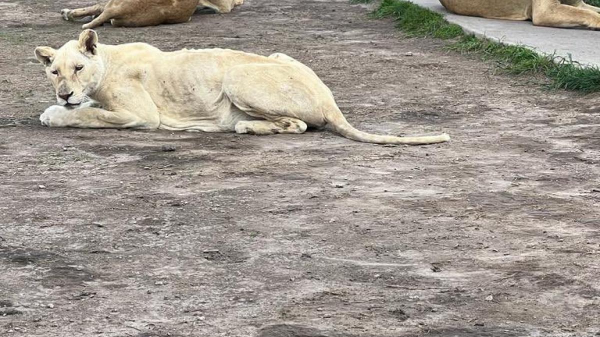 Busca FGR fosas con animales en Black Jaguar-White Tiger