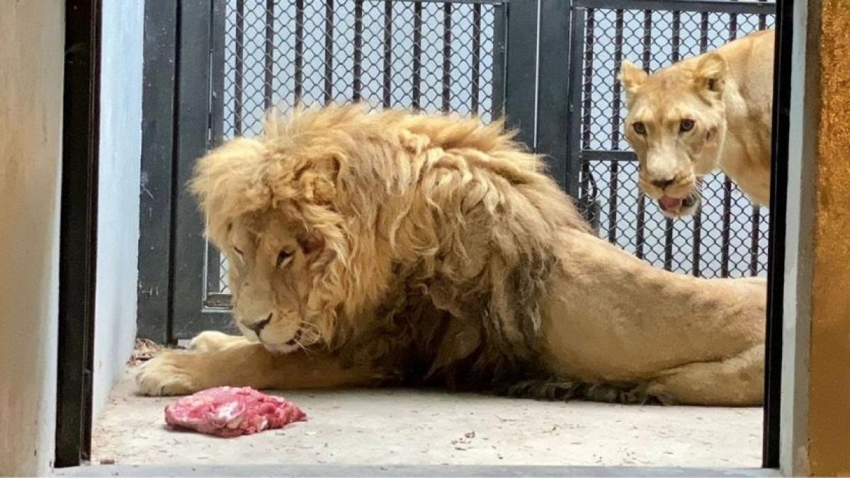 Zoológicos de CDMX reciben a 8 felinos y 14 primates rescatados de predio del Ajusco