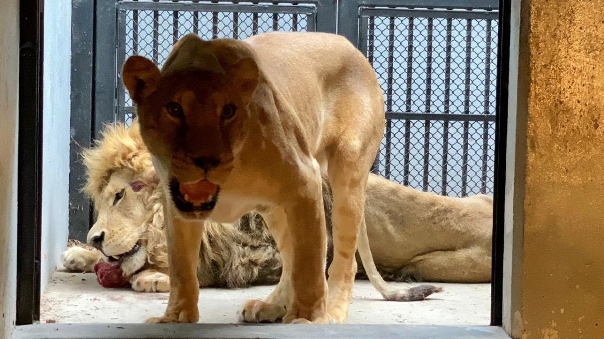 Ahora, autoridades buscan fosas en Black Jaguar-White Tiger