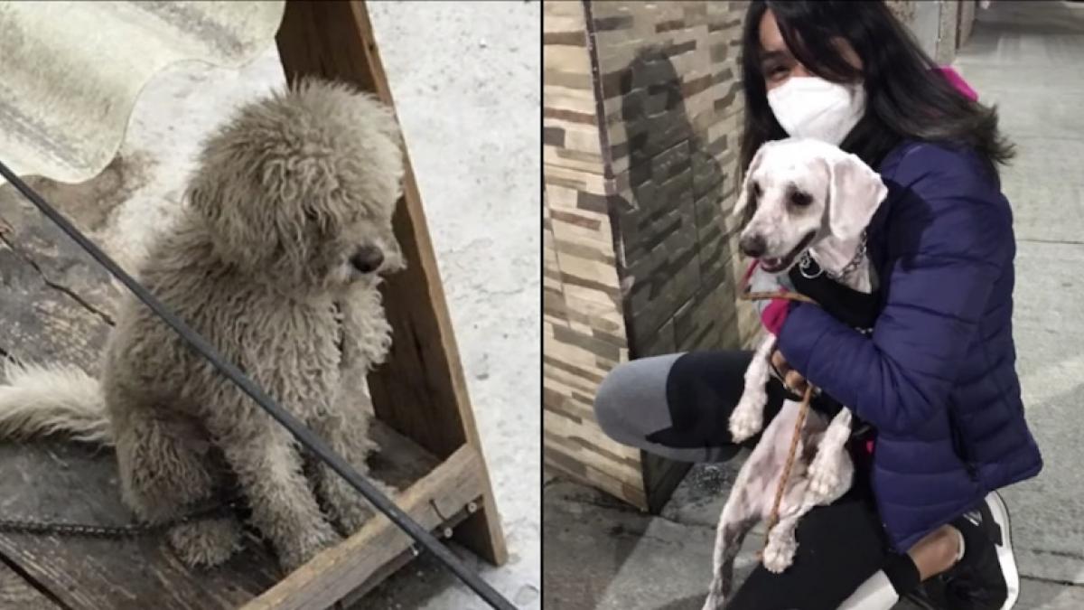 VIDEO: “Peluche”, perrito abandonado, es rescatado luego de años de maltrato; “perdón por tardar tanto”, dice la nueva dueña