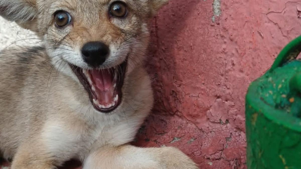 Así luce la cría de coyote que deambulaba sola por calles de Azcapotzalco (FOTOS)