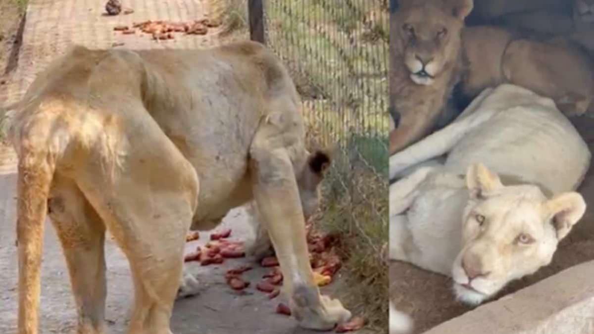 Hallan fosa con presuntos restos de felinos de Black Jaguar-White Tiger; habrían sido sacrificados