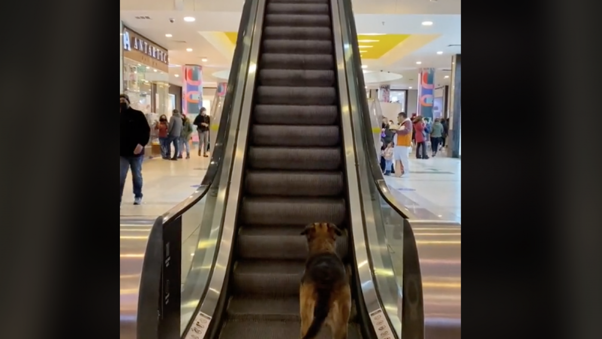 Lomito causa ternura al jugar en las escaleras eléctricas de un centro comercial