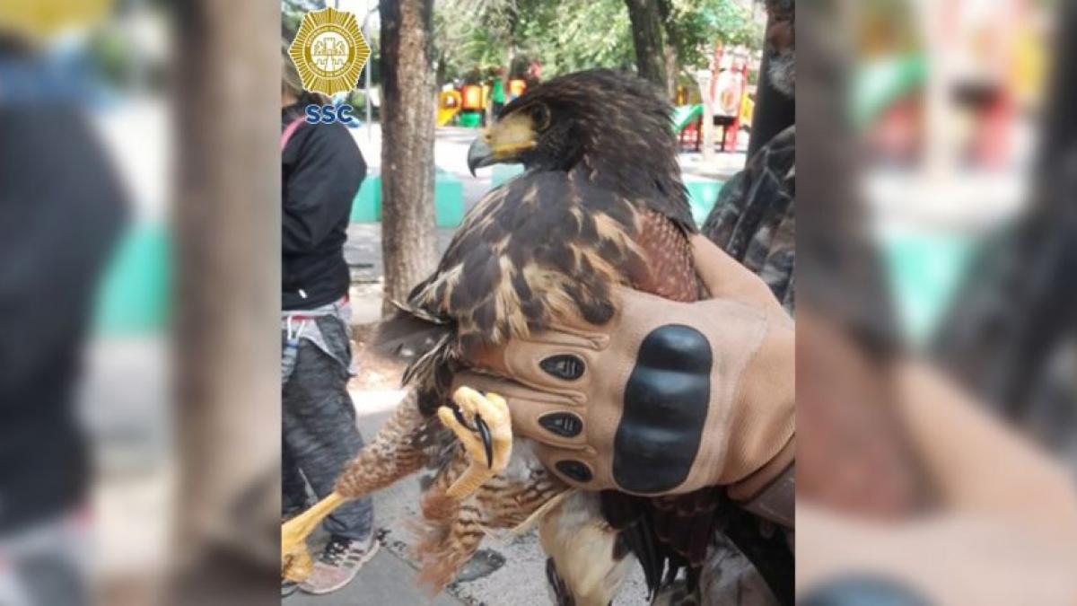 Rescatan a halcón herido en parque de la alcaldía Miguel Hidalgo