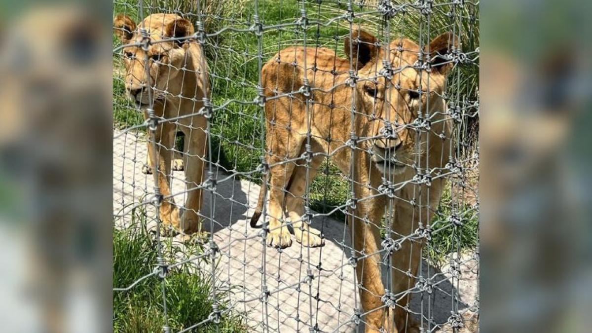 AZCARM denuncia falta de justicia en caso de felinos abandonados en Ajusco