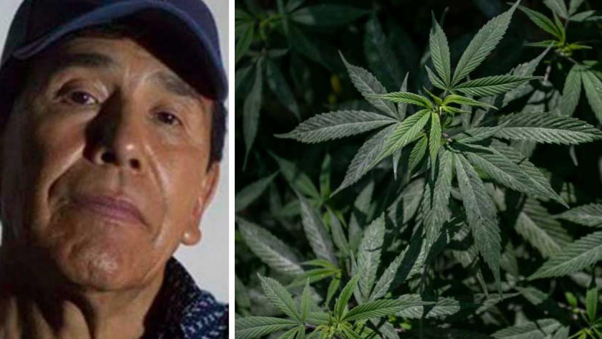 ¿Qué pasó en "El Búfalo” de Caro Quintero? rancho con un extenso plantío de marihuana en Chihuahua