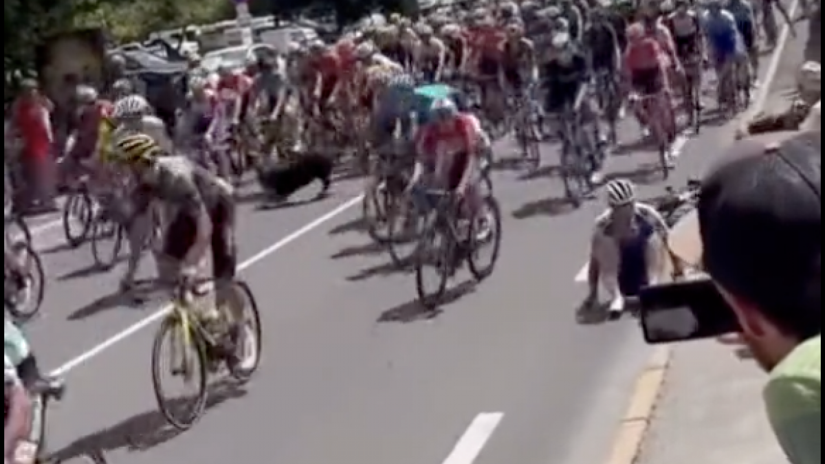 VIDEO: ¡Increíble! Perro provoca caída de ciclistas en el Tour de Francia