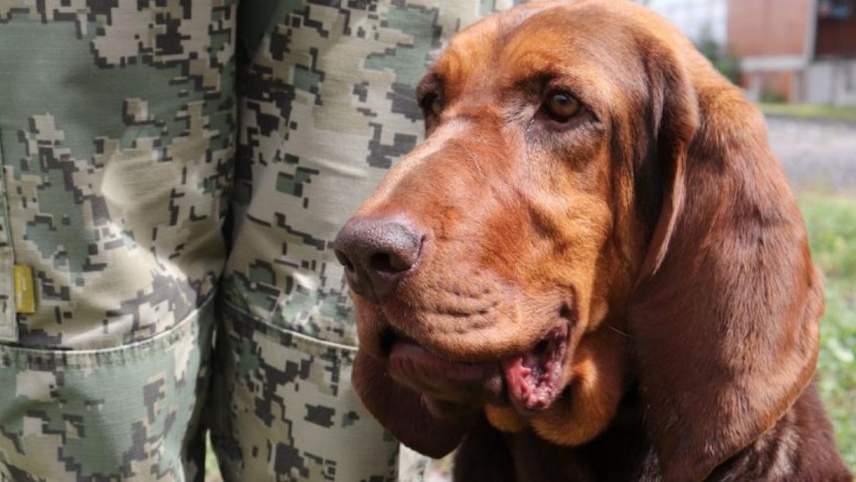 Conoce a "Max", la perrita que logró detectar a Caro Quintero