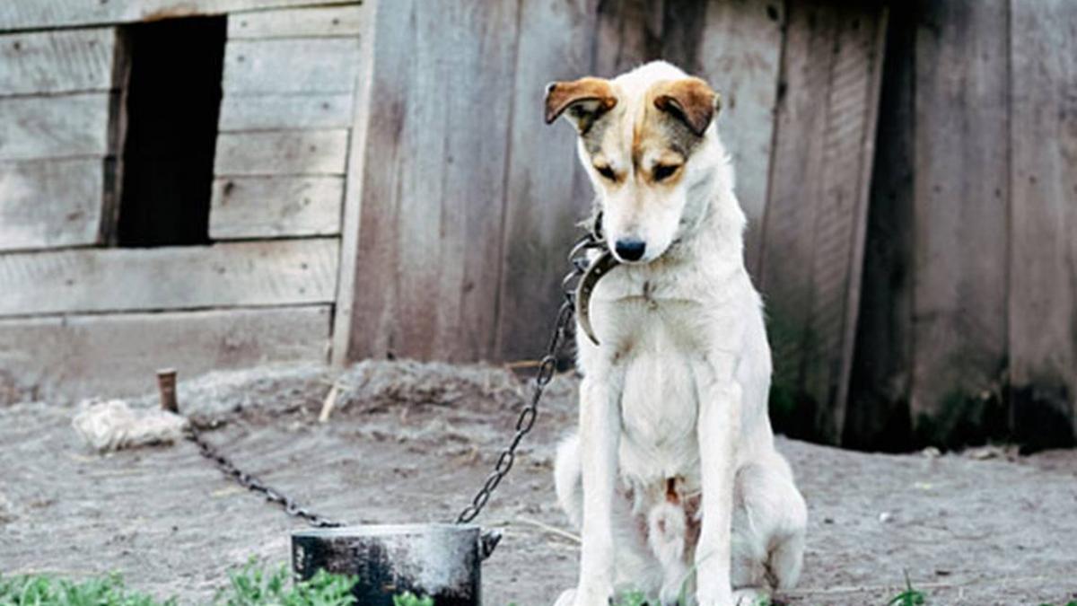 71% de los reportes de maltrato animal provienen de la CDMX, señala Consejo Ciudadano