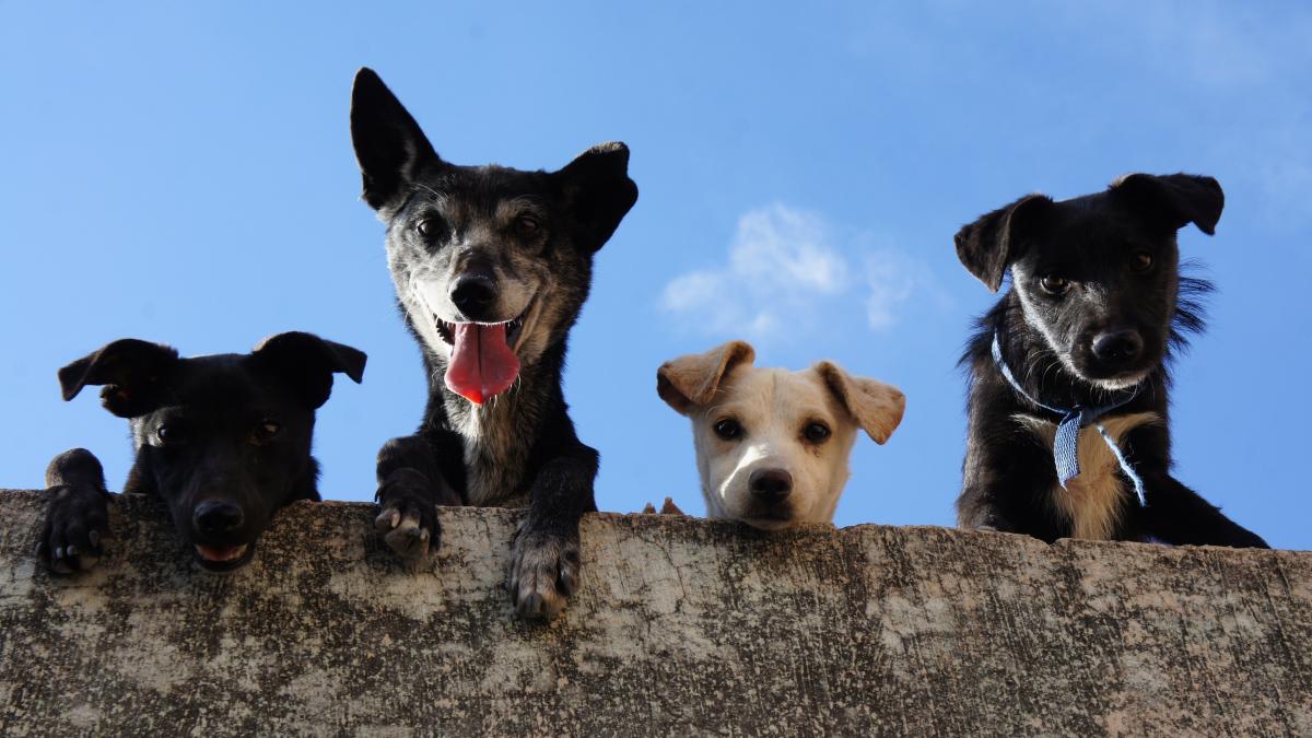 ¡Adopta un lomito! El Metro hará festival canino en el Día Mundial del Perro