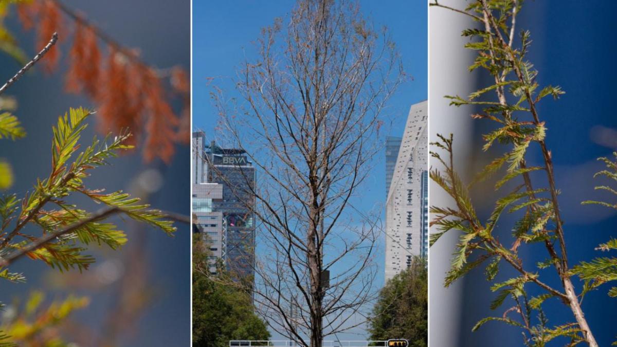 Ahuehuete de Reforma comienza a reverdecer, reporta Sedema