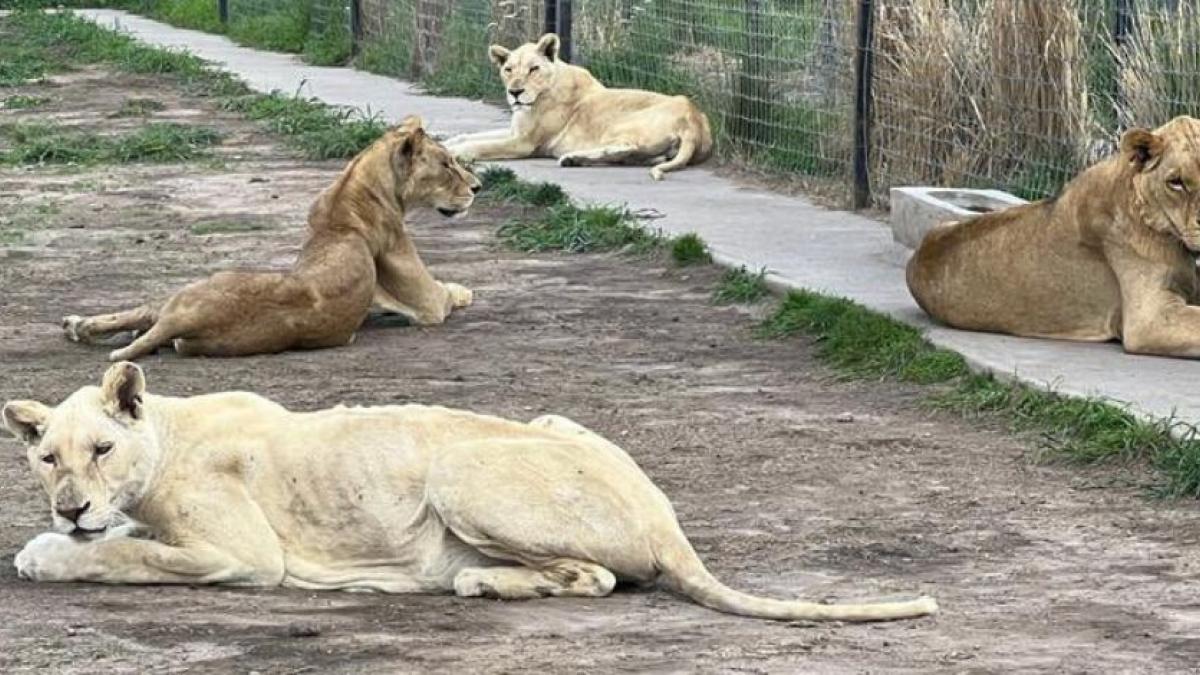 Reanudan traslado de felinos en predio clausurado del Ajusco tras muerte de leona