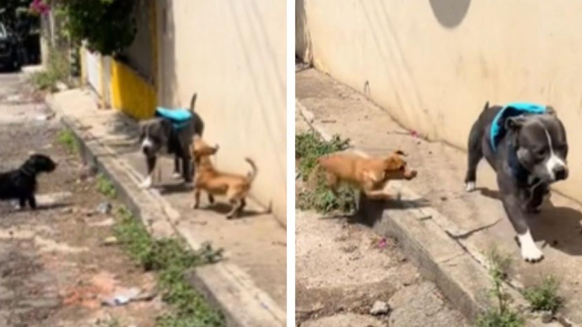 Pitbull pasea con su mochila por la calle y es intimidado por 2 perritos; logra huir (VIDEO)