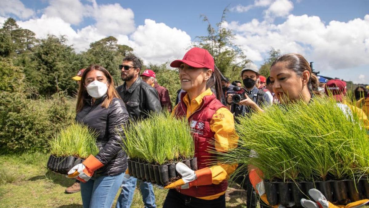 Detectan grupos criminales dedicados a tala clandestina en Tlalpan y Milpa Alta: Sheinbaum