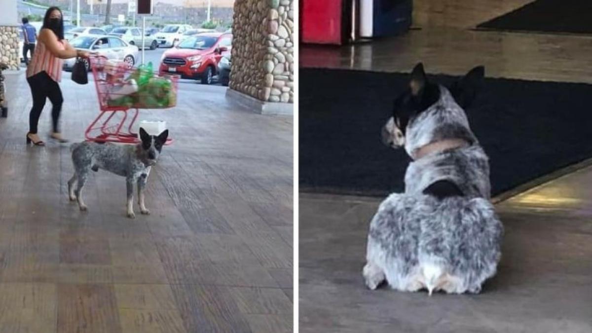 Perrito espera a su cuidadora afuera de supermercado sin saber que ella murió